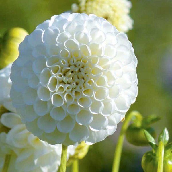 Pompon Dahlia 'Snowflake'