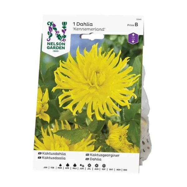 Cactus Dahlia 'Kennemerland'