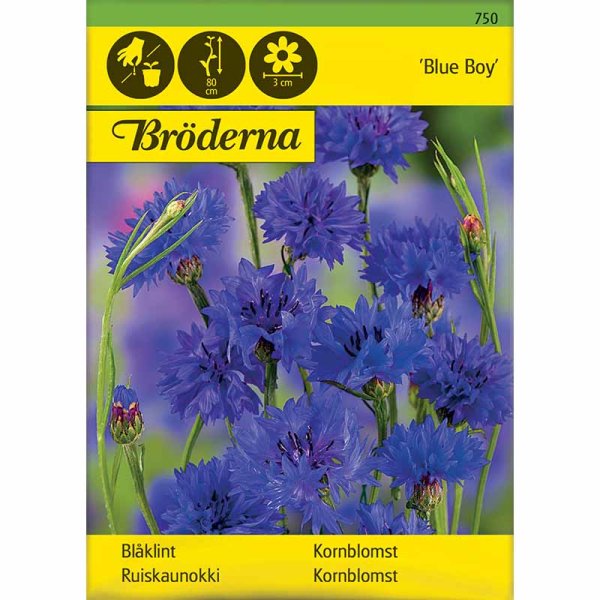 Cornflower 'Blue Boy'