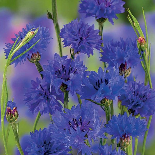 Cornflower 'Blue Boy'