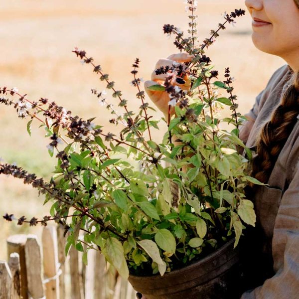 Cinnamon Basil Organic