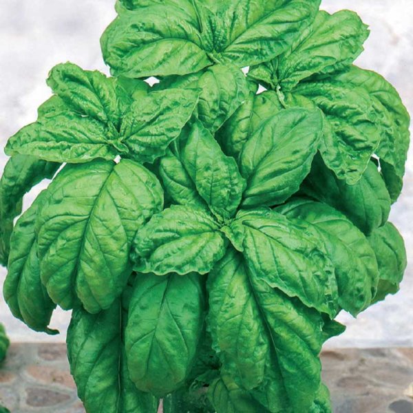 Lettuce Leaf Basil 'Large leaved'