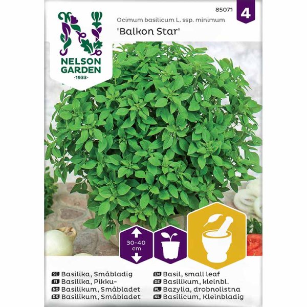 Small-leaved Basil 'Balkon Star'