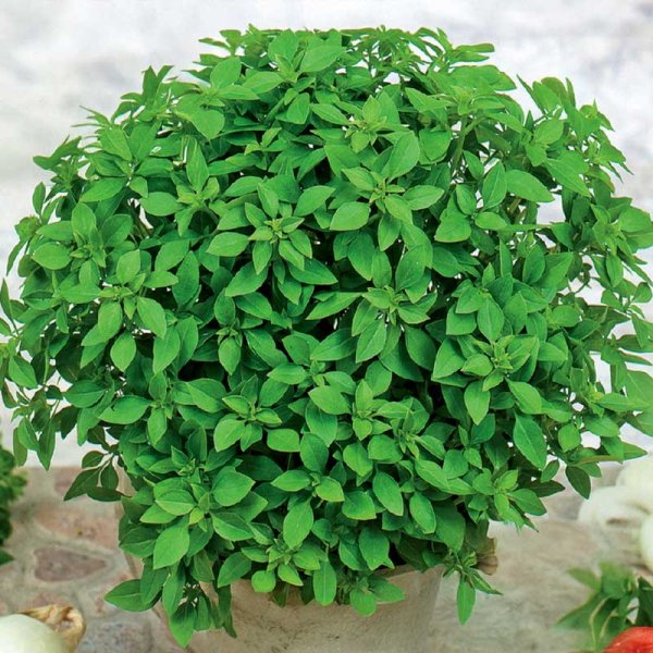 Small-leaved Basil 'Balkon Star'