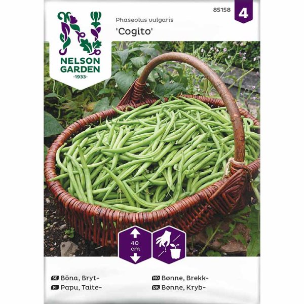 Bush Bean 'Cogito'