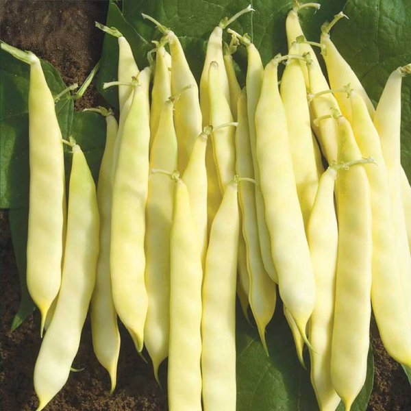 Flat Bean 'Serpedor'