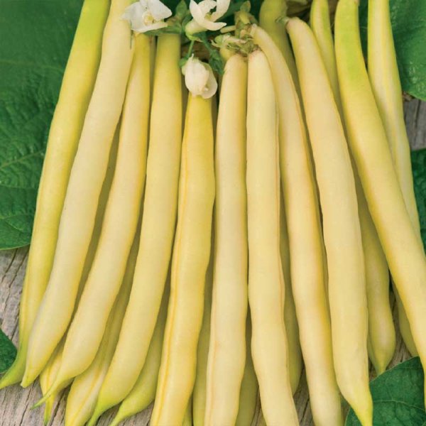 Wax bean 'Kinghorn Wax'