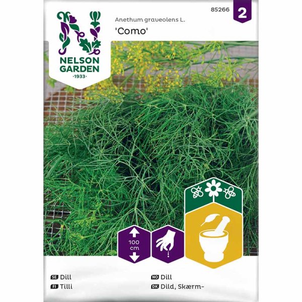 Dill 'Como'