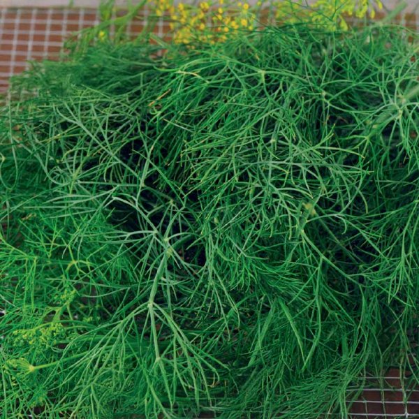 Dill 'Como' Seed Tape