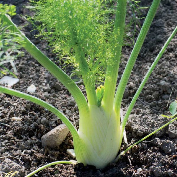 Fennel 'Finale' Organic