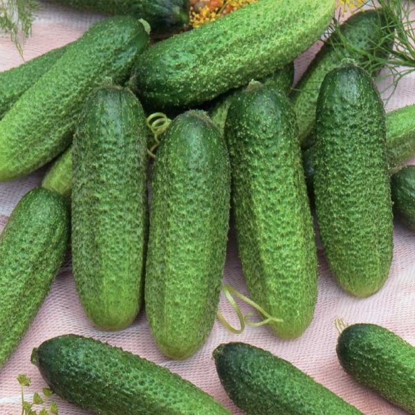 Outdoor Cucumber 'Profi' F1