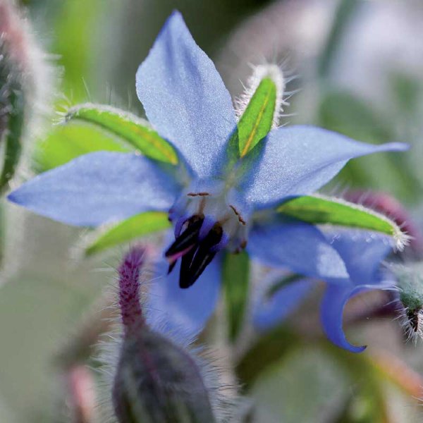 Borage Organic
