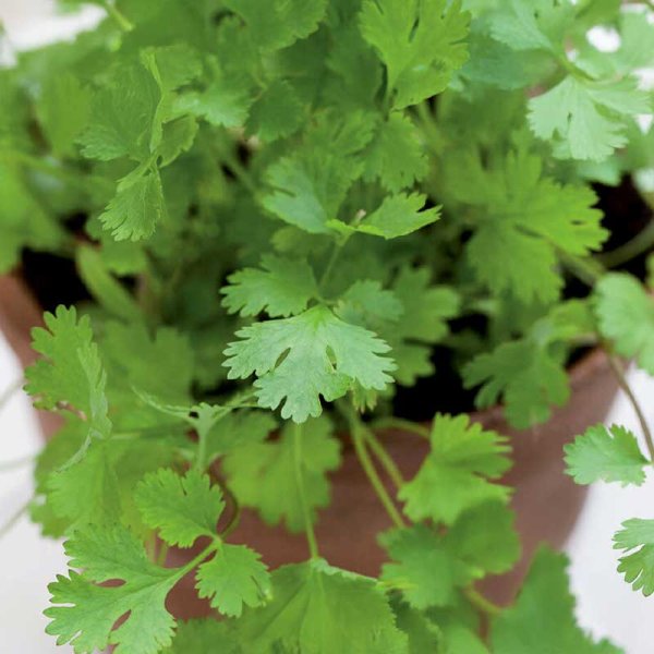 Coriander 'Marino'