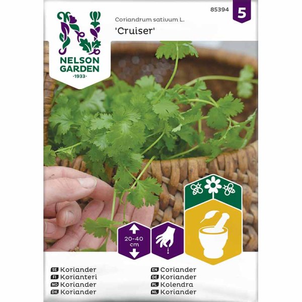 Coriander 'Cruiser'