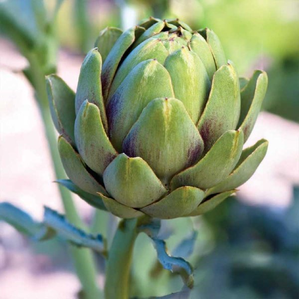 Artichoke 'Vert de Provence'
