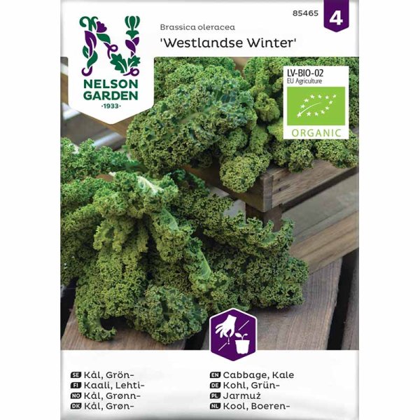 Kale 'Westlandse Winter'