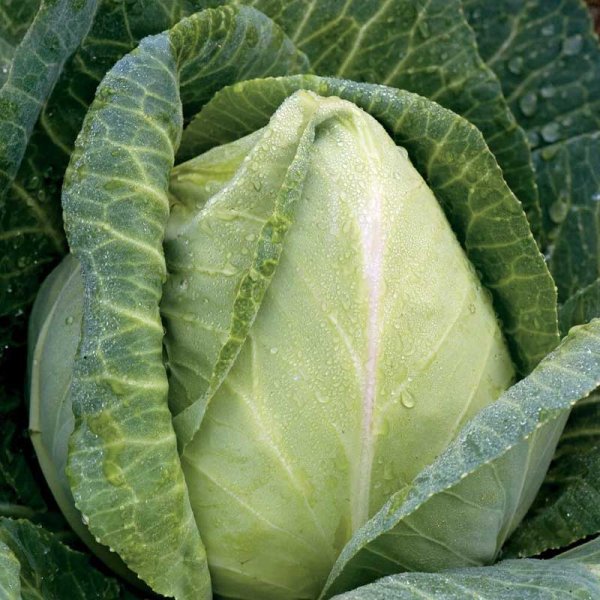 Pointed Cabbage 'Express'