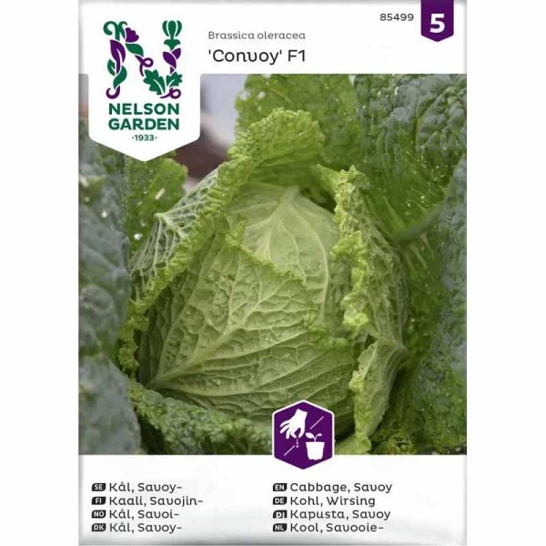 Savoy Cabbage 'Convoy' F1