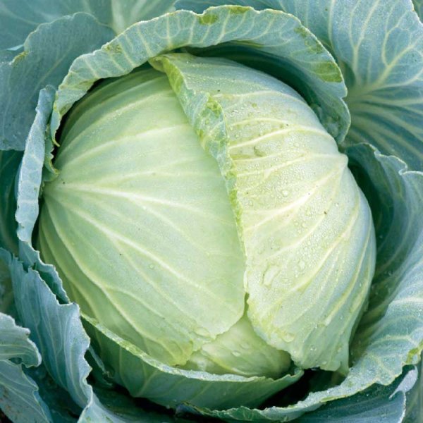 White Cabbage 'Copenhagen Market 2'