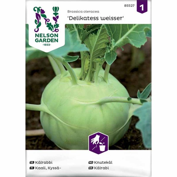 Kohlrabi 'Delikatess weisser'