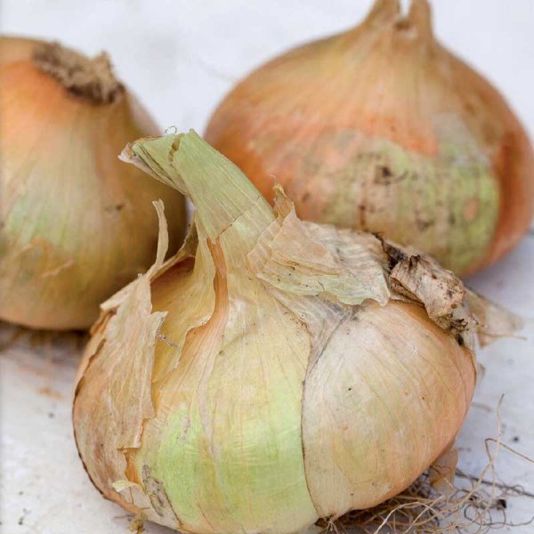 Yellow Onion 'Stuttgarter Riesen'