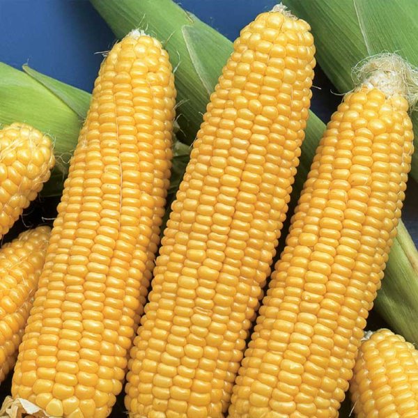 Sweet Corn 'Tasty Sweet' F1