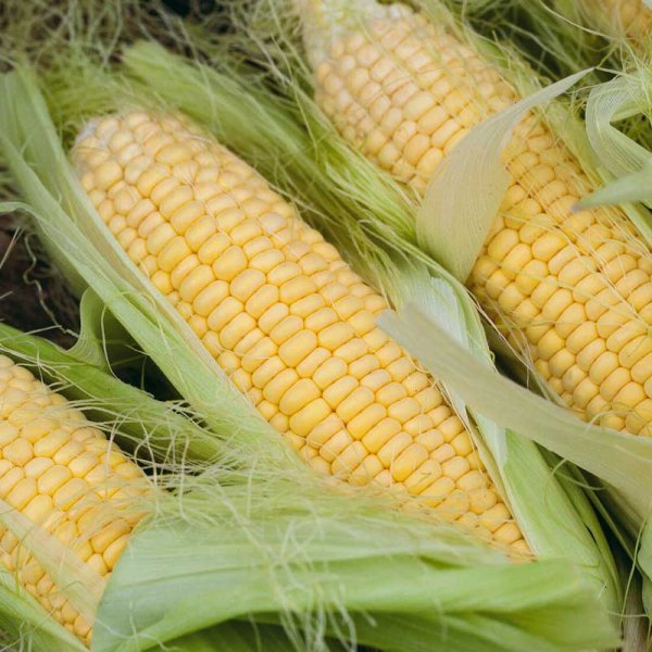 Corn 'Golden Bantam' Organic