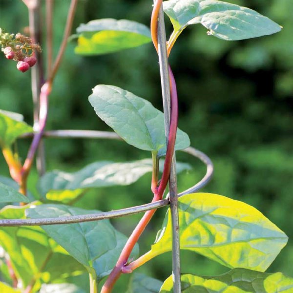Red Malabar Spinach