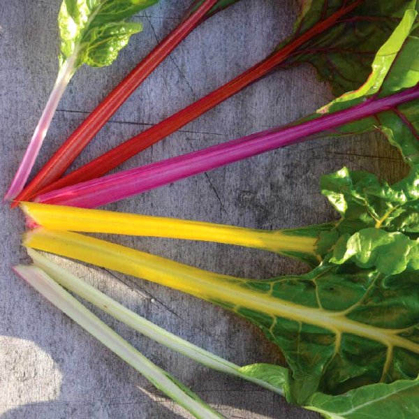 Swiss Chard 'Fireworks' Organic