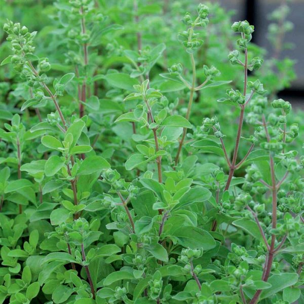 Marjoram
