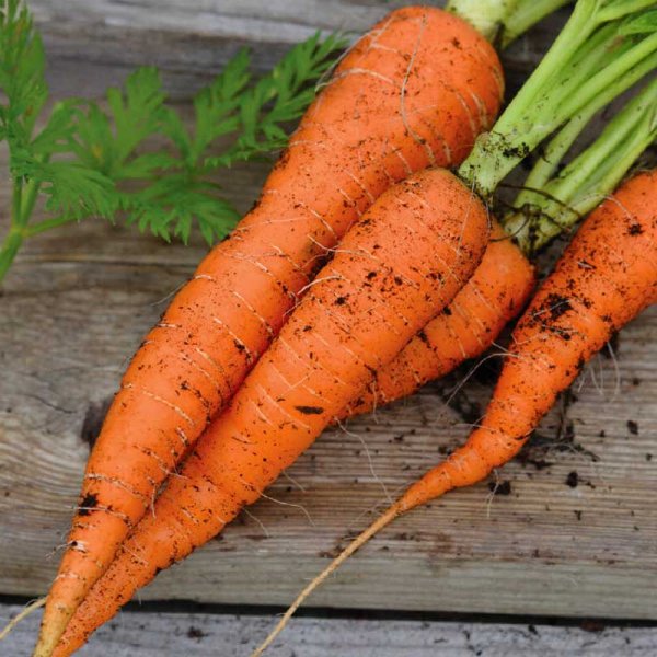 Winter Carrot 'Flakkée 2' Organic