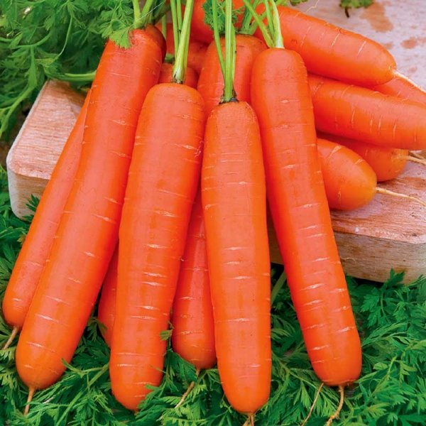 Summer Carrot 'Nantaise 2'