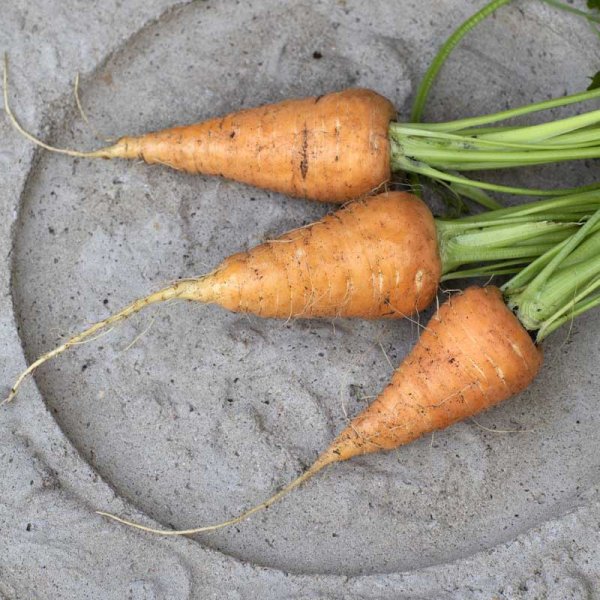Summer Carrot 'Oxheart'