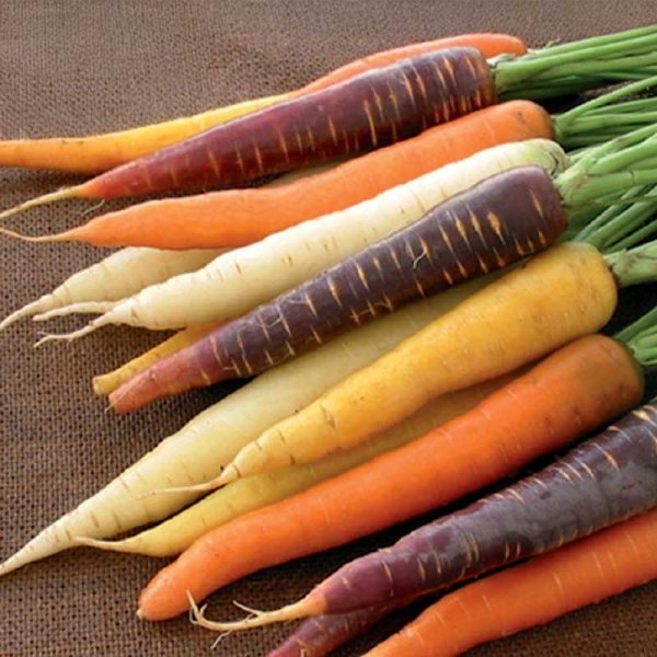 Summer Carrot 'Harlequin Mix' F1