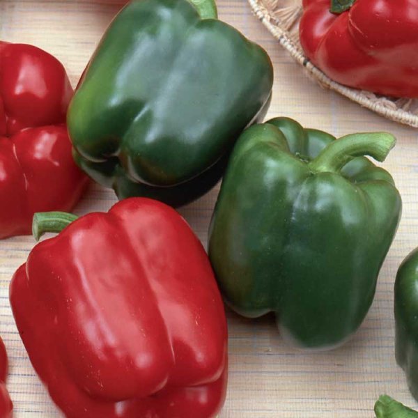 Pepper 'California Wonder'
