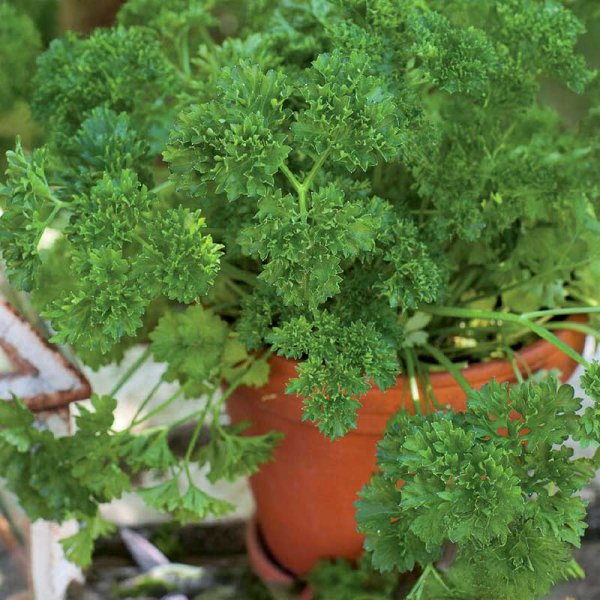 Leaf Parsley 'Grüne Perle'