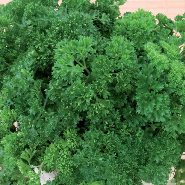 Parsley 'Moss Curled 2'