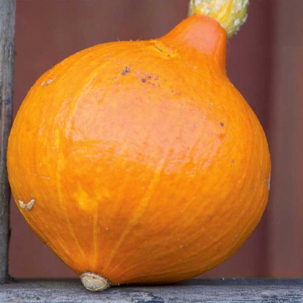 Giant Pumpkin 'Uchiki Kuri' Organic