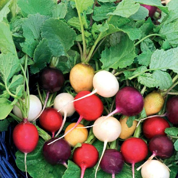 Radish Mix,Purp. Pink, Albena, Zlata