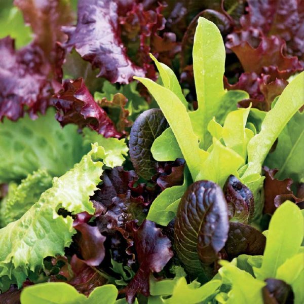 Lettuce 'Baby Leaf' Mix