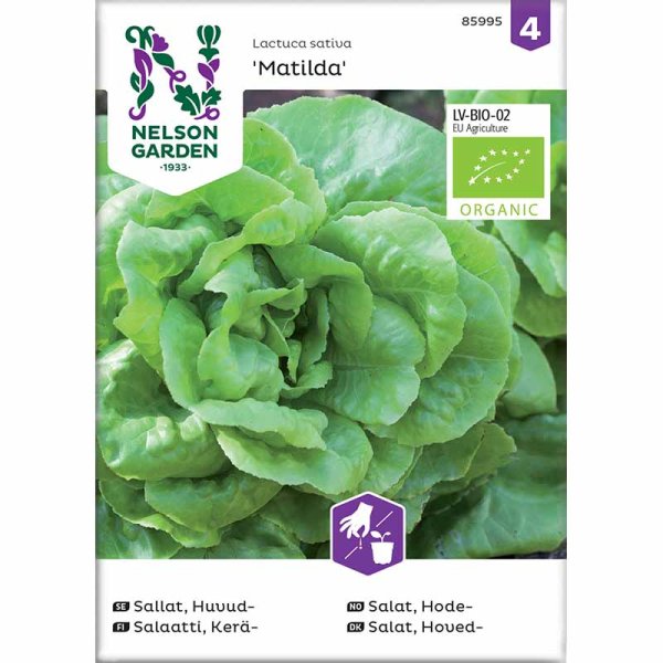 Butterhead Lettuce 'Matilda'