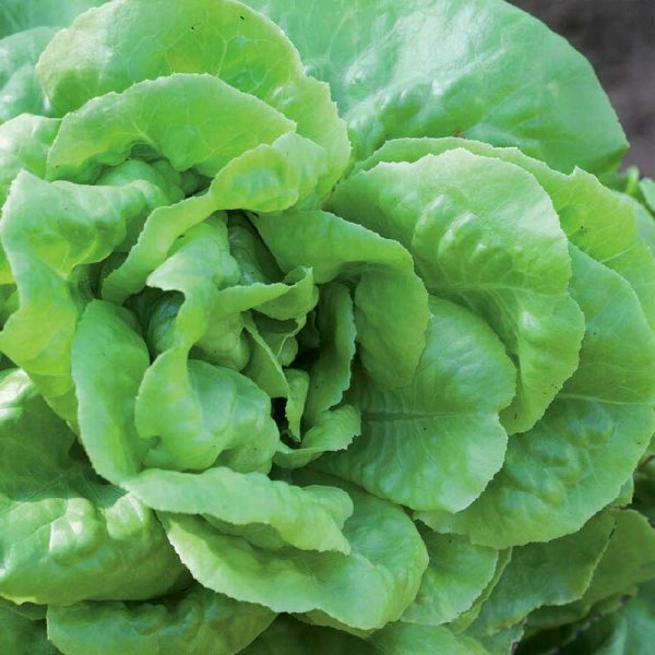 Butterhead Lettuce 'Matilda'