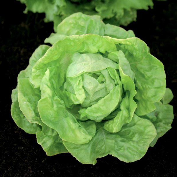 Head Lettuce 'Hilde II' Seed Tape