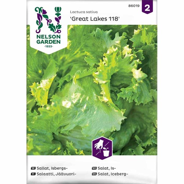 Iceberg Lettuce 'Great Lakes 118'