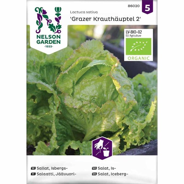 Iceberg Lettuce 'Grazer Krauthäuptel 2'