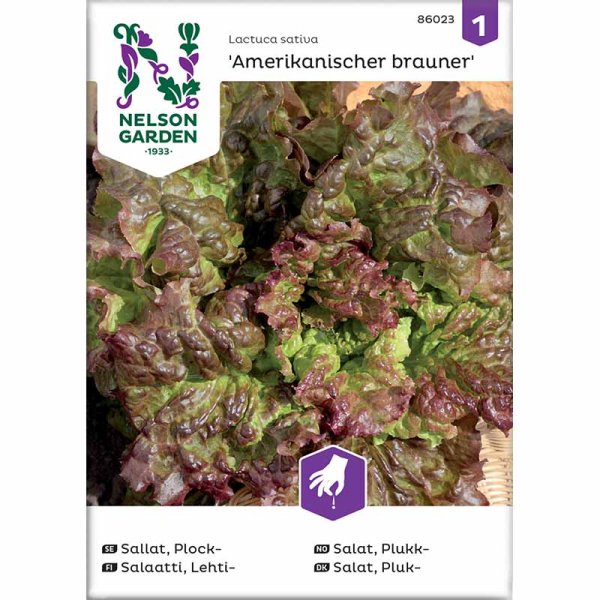 Looseleaf Lettuce 'Amerikanischer Brauner'