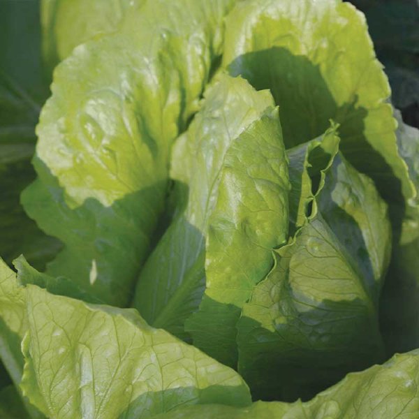 Romaine Lettuce 'Globus'