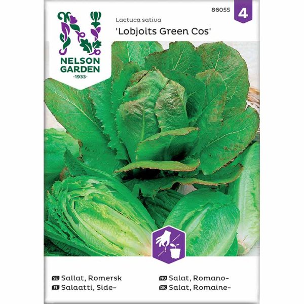 Romaine Lettuce 'Lobjoits Green Cos'