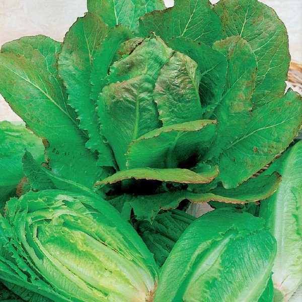 Romaine Lettuce 'Lobjoits Green Cos'