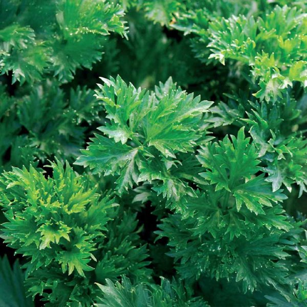 Cutting Celery 'Gewone Snij'